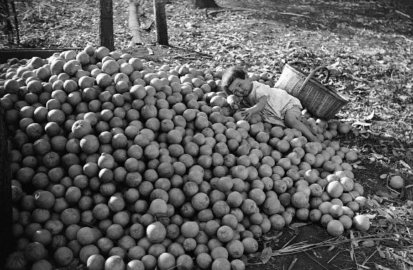 Maria, filha de Haruo (Chácara Arara, Londrina - PR: 1949) Maria, filha de Haruo (Chácara Arara, Londrina - PR: 1949)