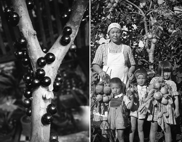 Jabuticabas, casa da rua São Jerônimo (1965) | Kô e os filhos desfrutando uma farta safra de caquis (final da década de 1940) Jaboticabas, casa da rua São Jerônimo (1965) | Kô e os filhos desfrutando uma farta safra de caquis (final da década de 1940)