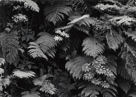 Hans Gunter Flieg | Acervo Instituto Moreira Salles